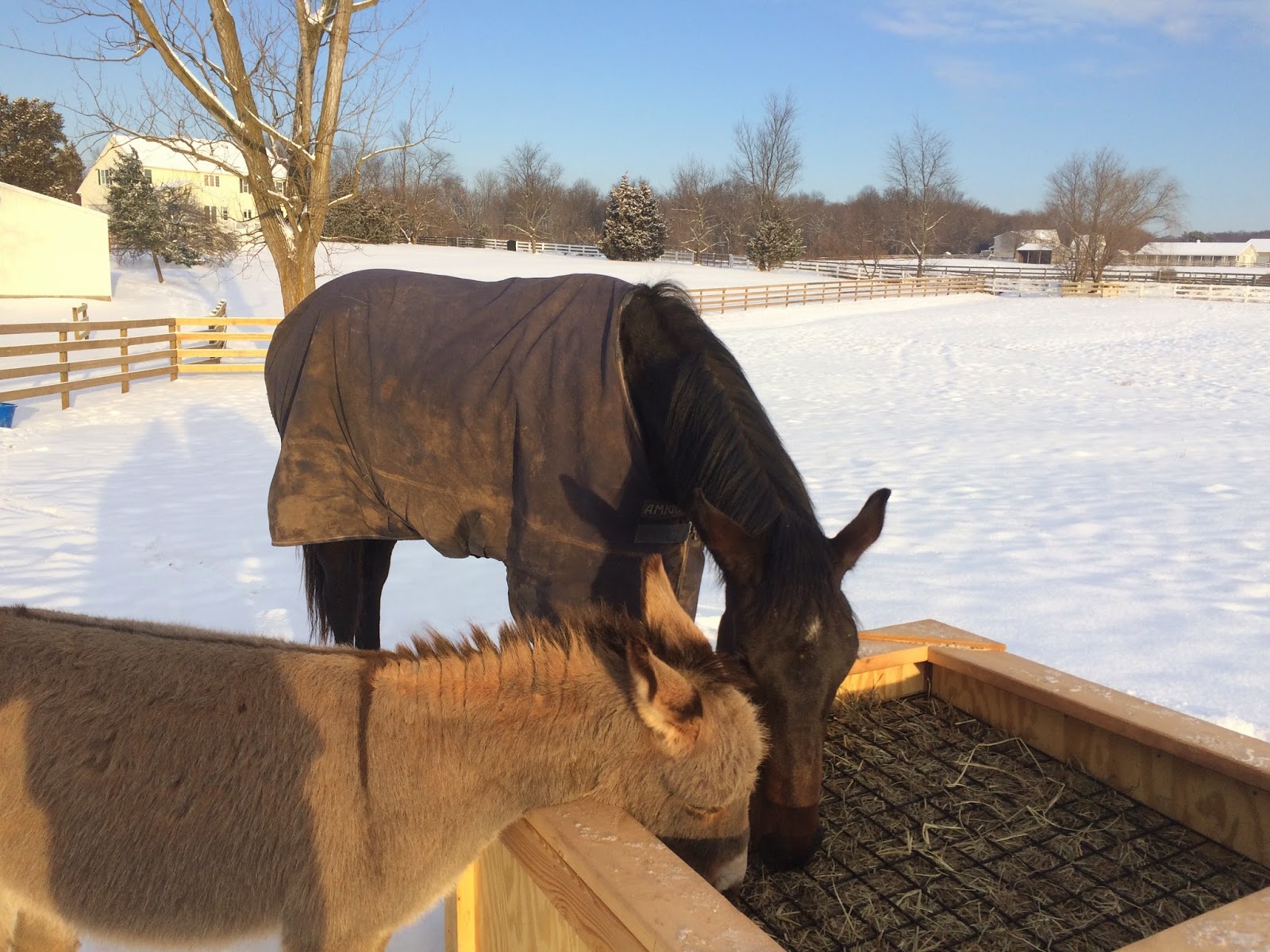 Building & Managing the Small Horse Farm Slow Feeders and Hay Nets