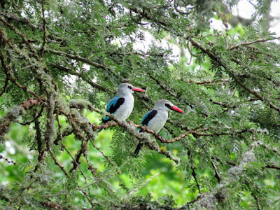 Woodland Kingfisher in Uganda's Mburo National Park