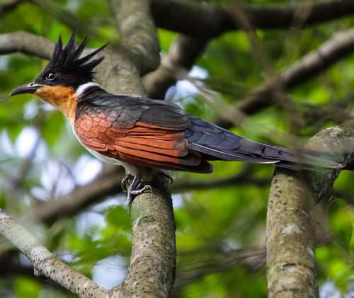 Indian birds - Chestnut-winged cuckoo - Clamator coromandus
