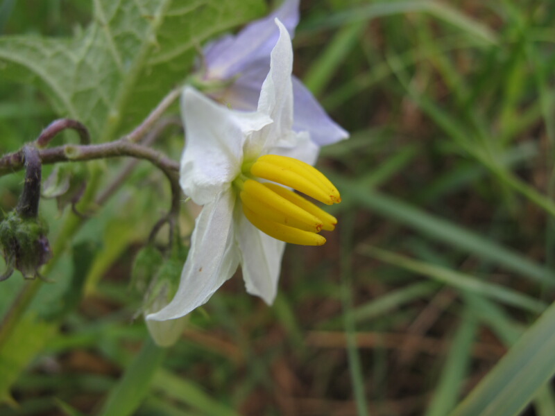 The Joyce Road Neighborhood Wildflower