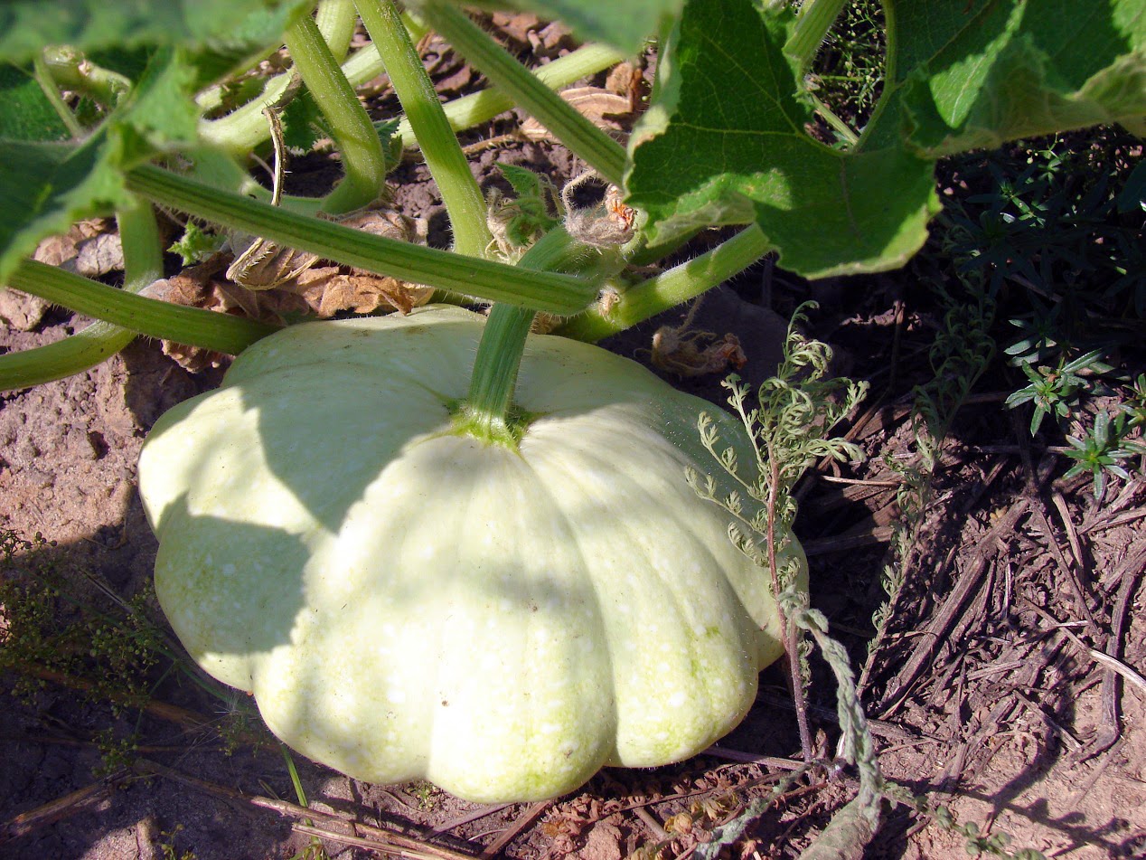 Патиссоны на грядке. Патиссоны горчат. Паттинсон патиссон. Патиссон гоша. Патиссоны на грядке.