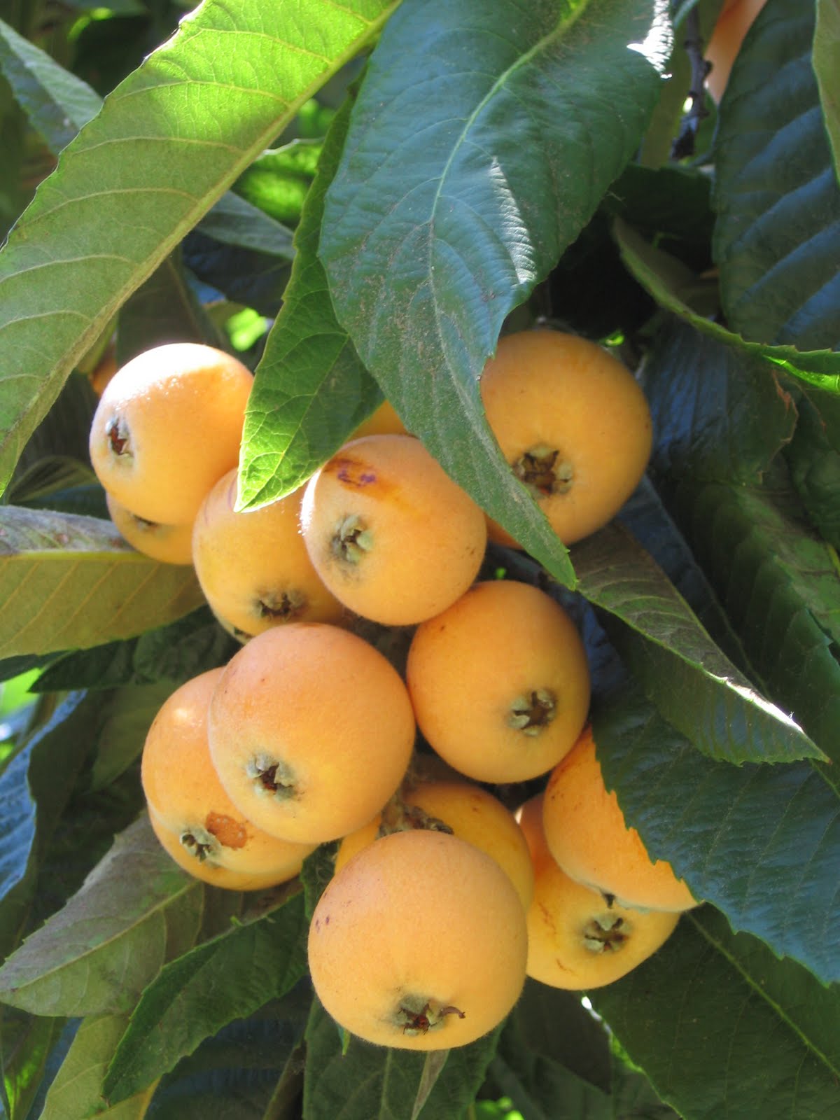 How to Grow Loquat, Growing Loquat Tree from Seed - Everything About Garden