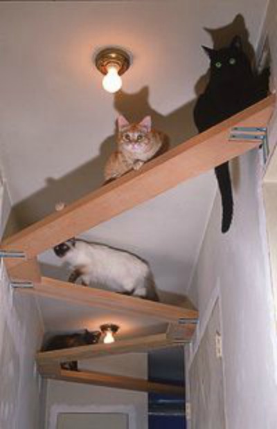 Cat shelves zig-zagging across a hallway about a foot below the ceiling.