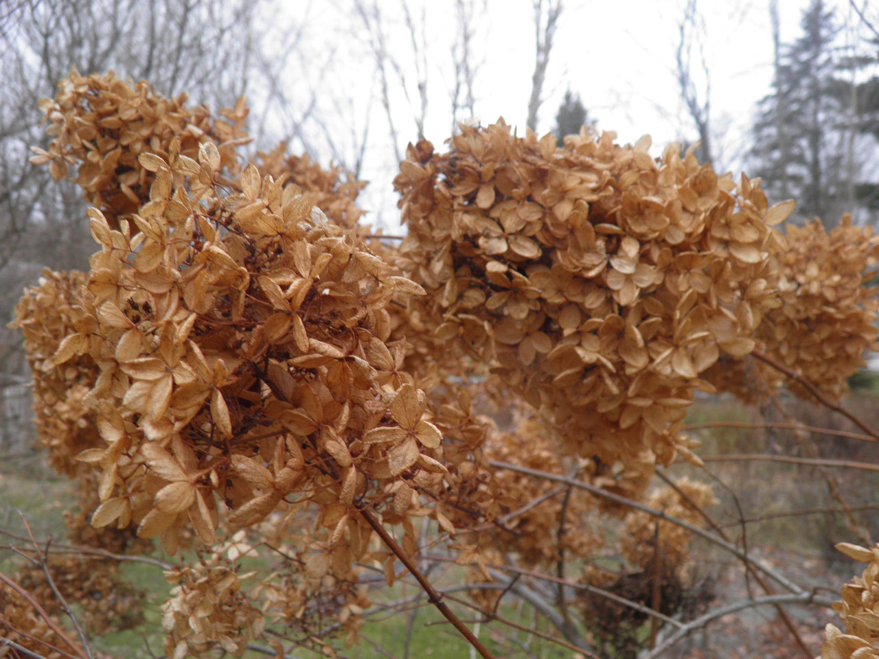 The Vermont Gardener Fall Hydrangeas
