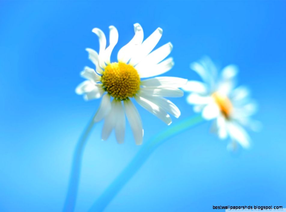 Windows 8 Default Wallpaper HD desktop wallpaper  High Definition