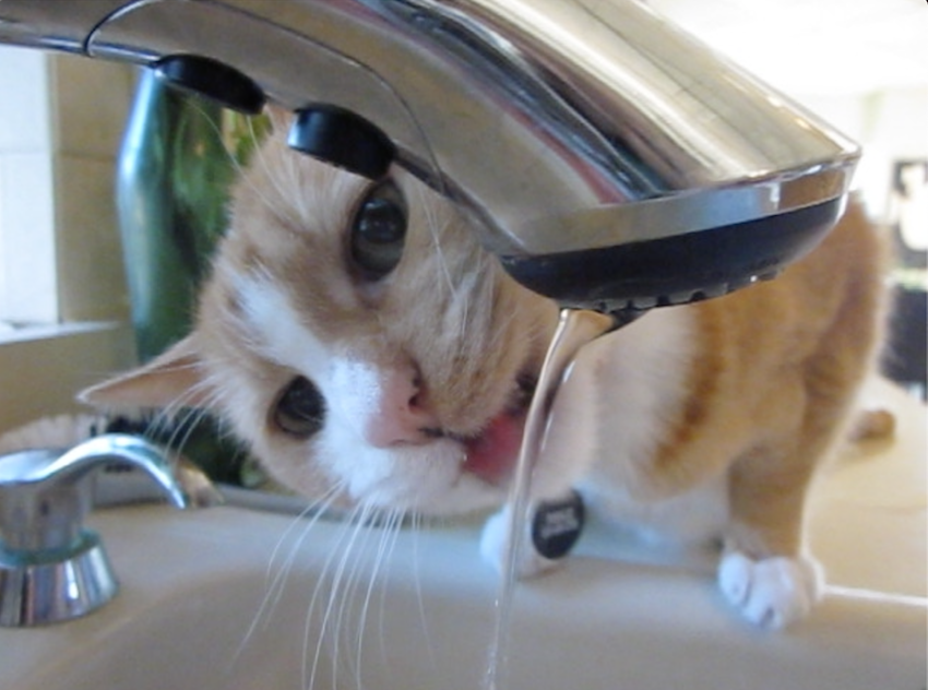 Close-up photo of a cat with tongue poised to catch stream of water from kitchen faucet / MAY NOT BE REPRODUCED IN ANY FORM