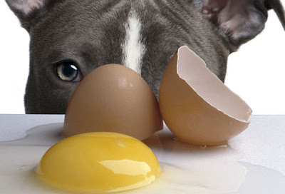 Dog looking at a raw egg on a kitchen counter