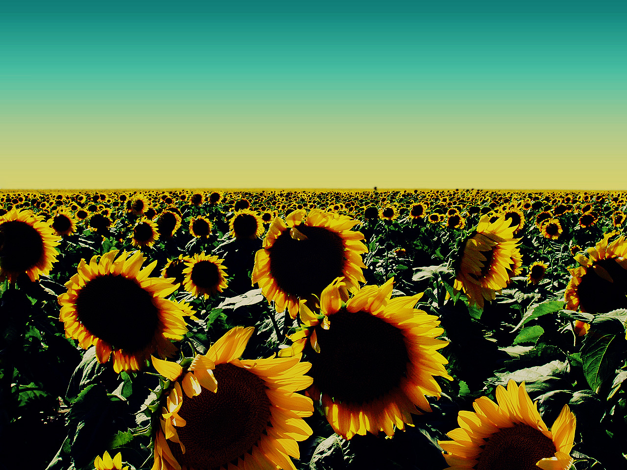 sunflower wallpaper desktop |See To World