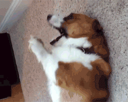 Funny animal gifs - part 299, best funny gif, animal gif, cute animals