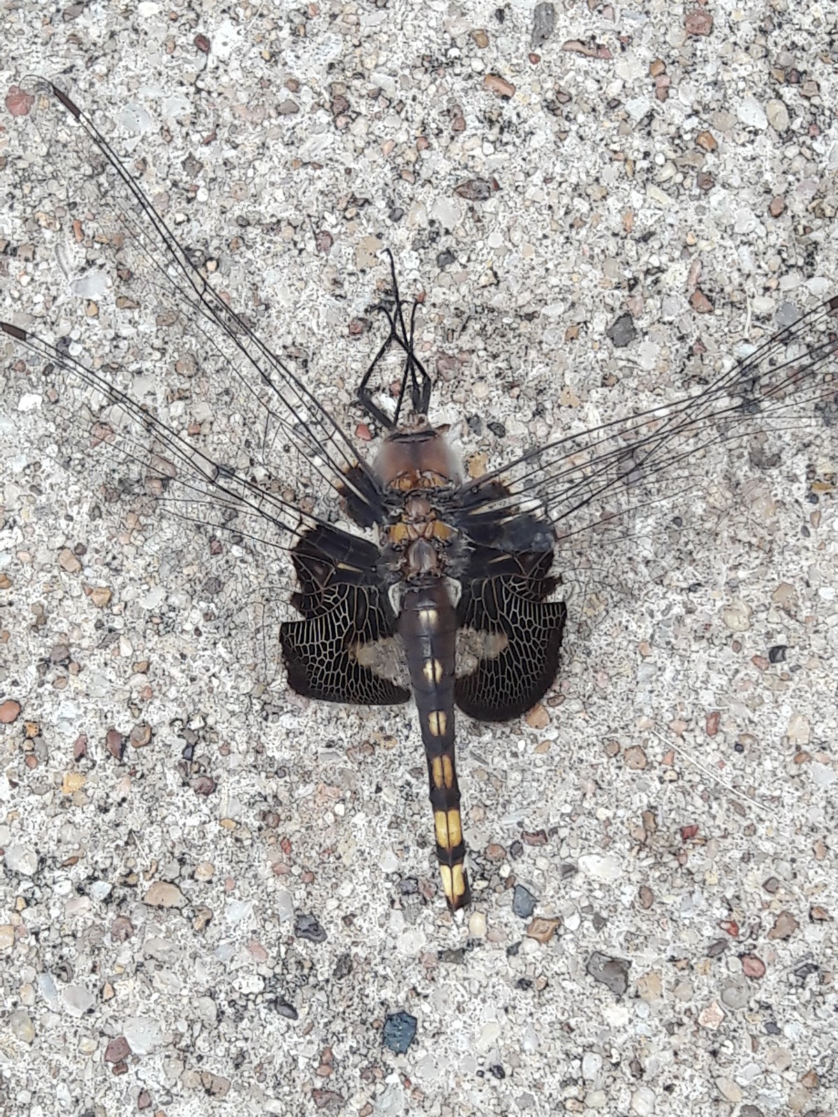 Photo Friday Black Saddlebag Skimmer Dragonfly
