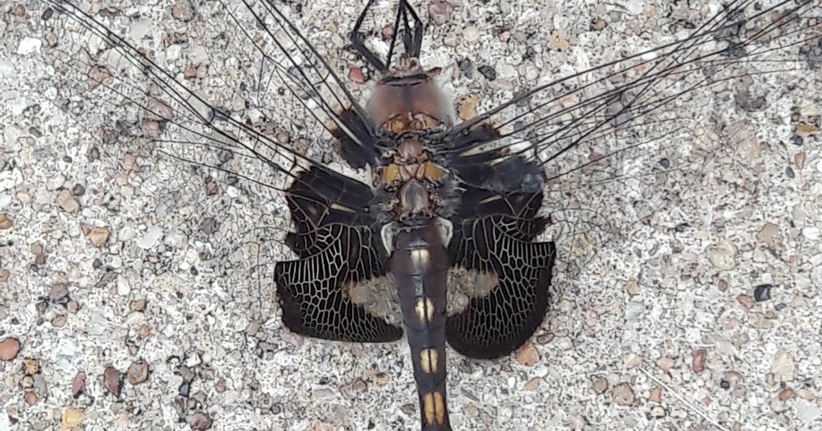 Photo Friday Black Saddlebag Skimmer Dragonfly