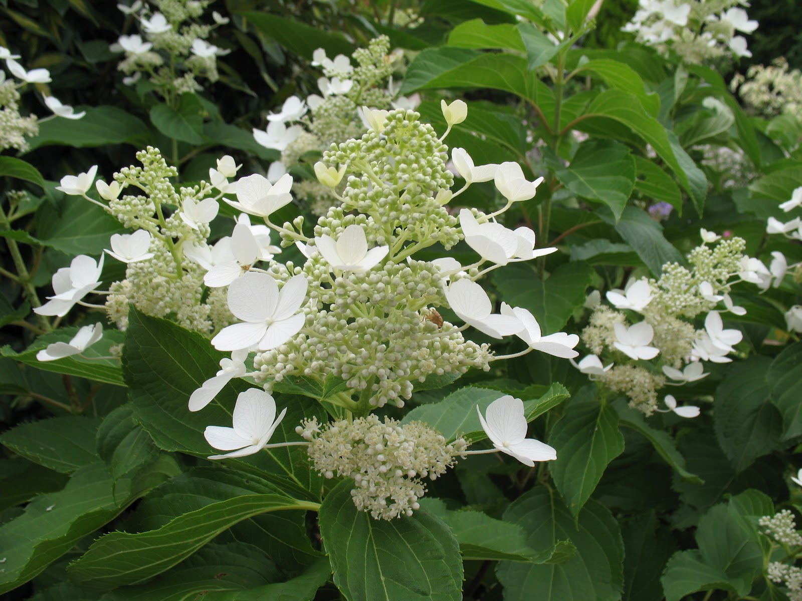 Hydrangea paniculata Октобер Прайд: великолепие осени Эко-фокус Фотогалерея прир