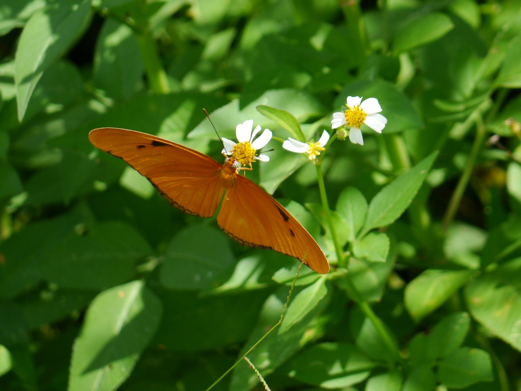 Everglades National Park  Flamingo Road Papillon