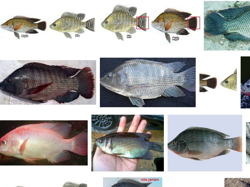 Perbedaan Ikan Nila dan Mujair Secara Umum
