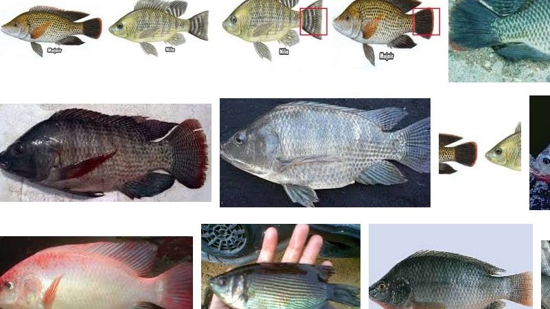 Nila ikan jelaskan antara jantan betina perbedaan dengan Apa Perbedaan