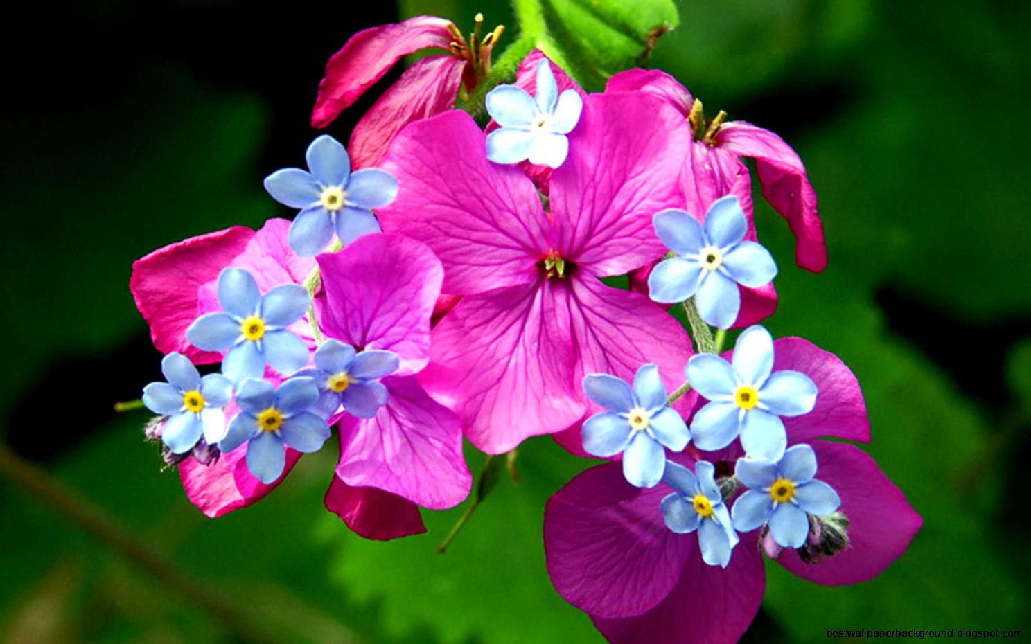 Spring Flowers For Desktop Wallpaper