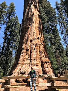 Sensational Sequoia