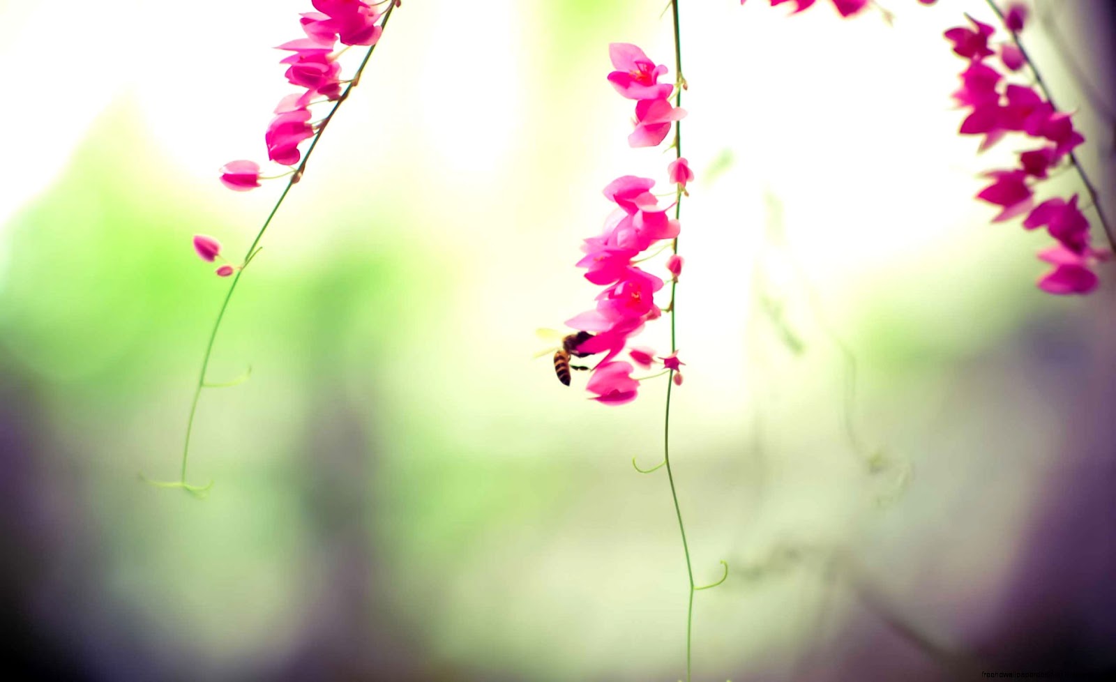 Insect Pink Backgrounds for Desktop