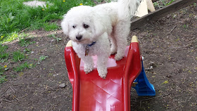 Image: Dexter on the Slide (c) Catherine Watt of PupVacay.com - All rights reserved