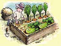 Life's Ramblings: My First Vegetable Garden