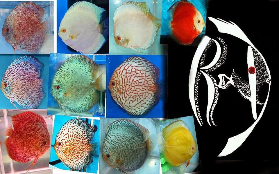 All about Discus fish keeping and breeding