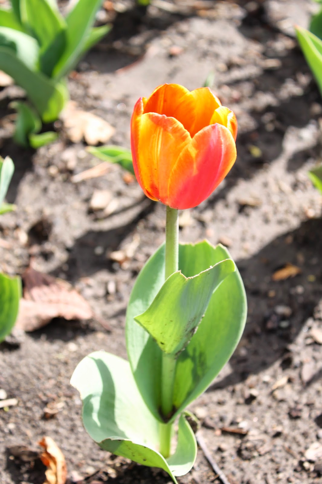 Corn, Beans, Pigs and Kids: Tulip in Bloom
