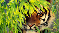 tiger wallpapers background desktop tigers bengal nature definition united