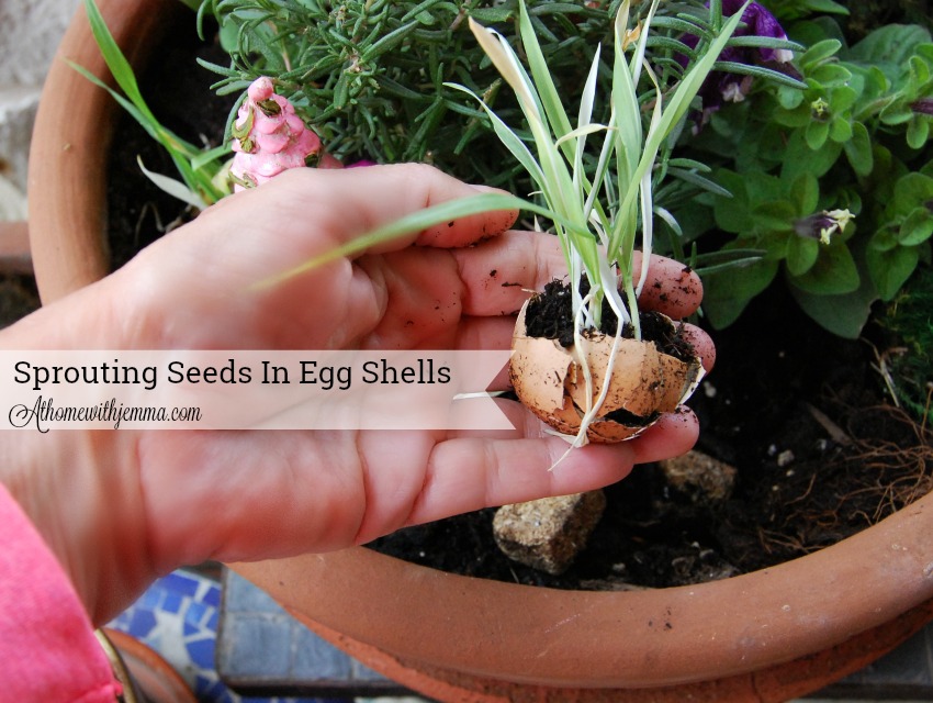 Sprouting Seedlings In Egg Shells At Home with Jemma
