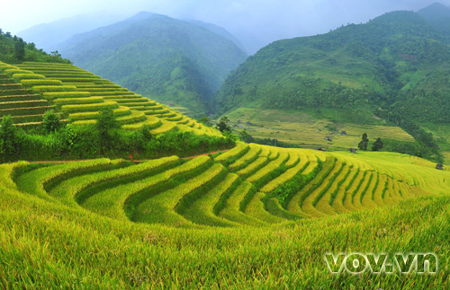 Terraced fields in Sa Pa - Vietnam