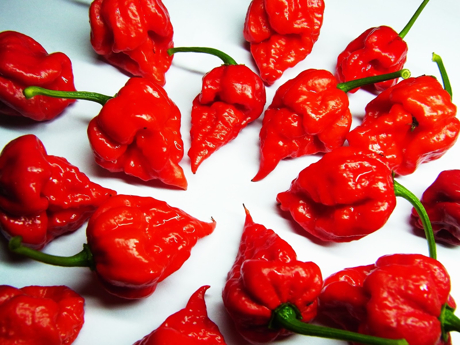 Peperoncino più piccante al mondo la classifica Dove Viaggi