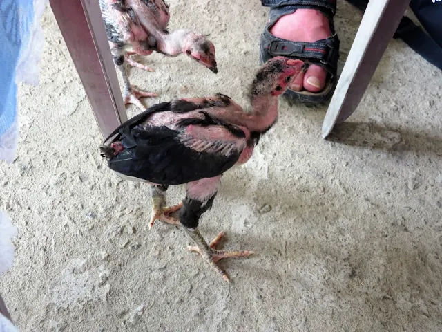 Chicken near Hoi An Vietnam