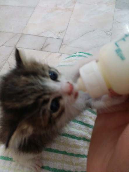 Learning how to take care of a newborn kitten - Kitkat is ...