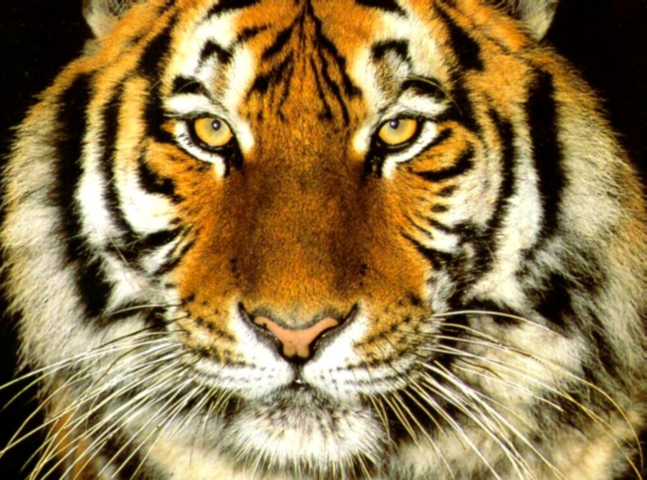 Tiger Face Close Up Free Animals Wallpaper Image with Tigers Harster