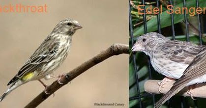 Harga Burung Kenari Blackthroat Ini Huruf Q