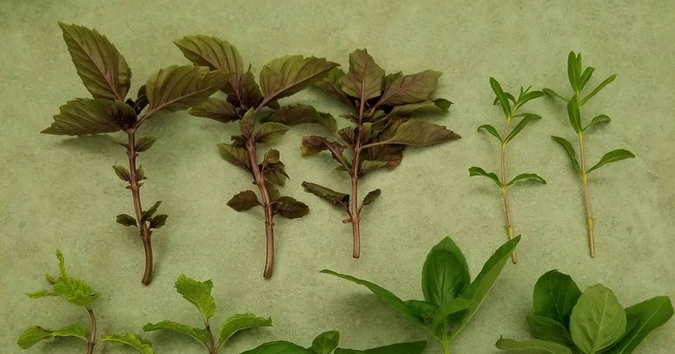 Gardening Basil, Purple Basil, Tarragon, Spearmint