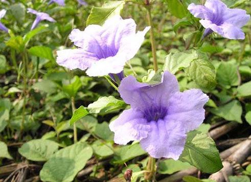 Ruellia tuberosa 