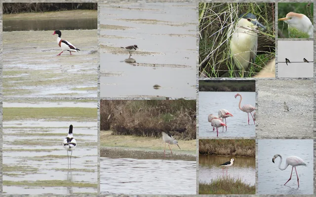 Birds of Languedoc including shelducks, egrets, herons, black-necked stilts