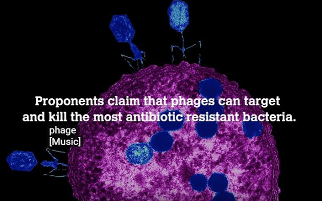 Bacteriophage virus that kills antibiotic resistant superbug