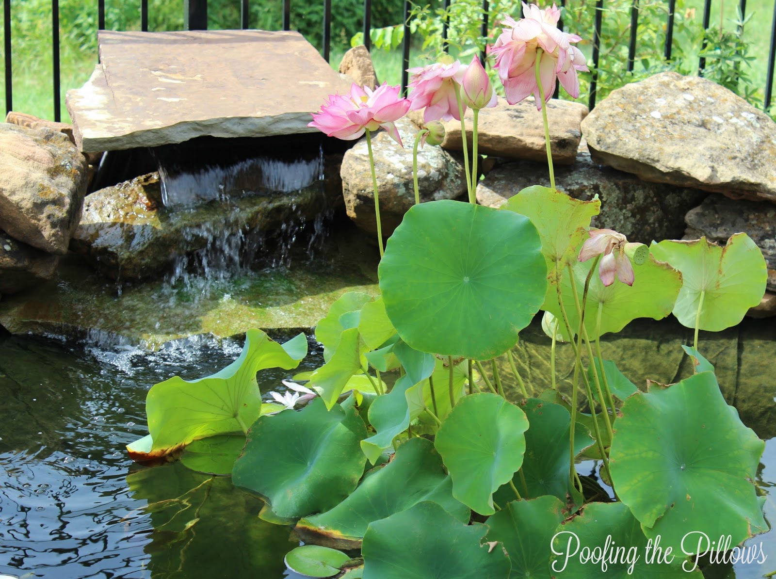 Loving and Caring for Our Backyard Pond | Poofing the Pillows