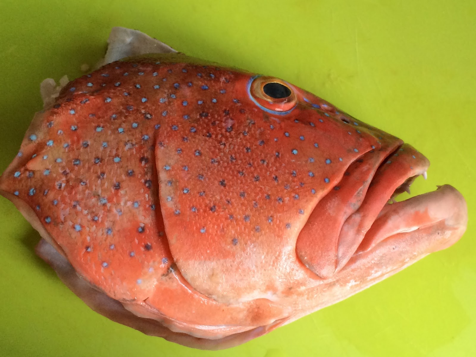 Glen's Fishing Adventures Preserving fish teeth and skulls 1