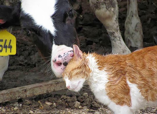 cat cow friendship