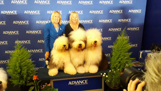 【澳洲-布里斯本】打工度假第一站布里斯本 參觀皇家秀 