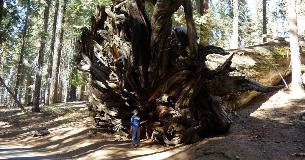 Lone Wolf Concerto Sequoia Toppled