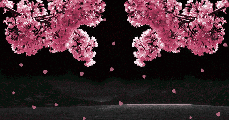 50+ Wallpaper Animasi Bunga Sakura