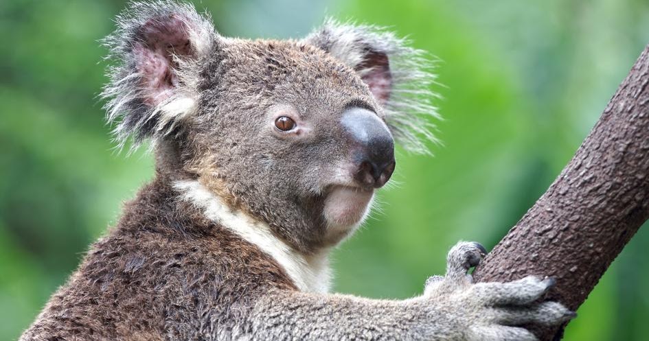 Contoh Soal Penilaian Tengah Semester Geografi Kelas 11