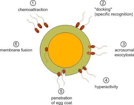 Hipo-osmotik Tes Sperma Menurun (HOS Test) Hipo-osmotik Tes Sperma Menurun (HOS Test)