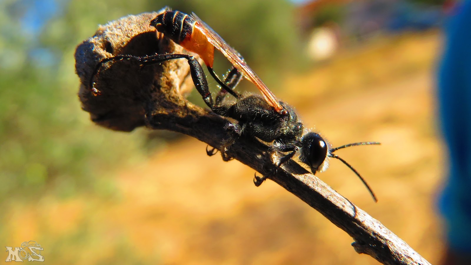 NaturAranjuez Prionyx kirbii