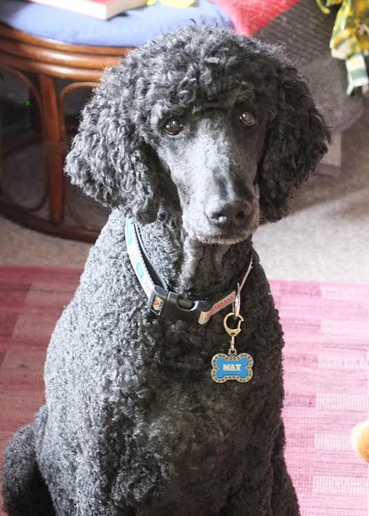 Natural Canine Cushings Disease Treatment Helps Standard Poodle