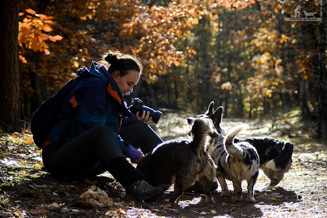 welsh corgi, welsh corgi cardigan, corgi, podróże, podróże z psem, z psem w podróży, wakacje z psem, życie z psem, z psem przez świat