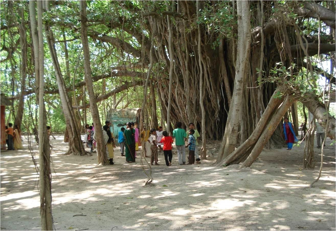 Sacred Groves SACRED GROVES OF PUDUCHERRY